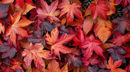 A collection of vibrant red and orange autumn leaves.