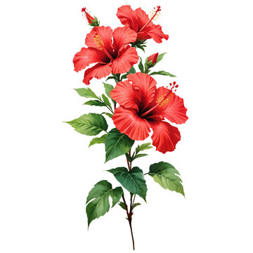 Red Hibiscus Flowers with Green Leaves and Stem Isolated on White Background