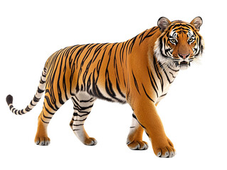 Obraz premium a tiger walking on a white background