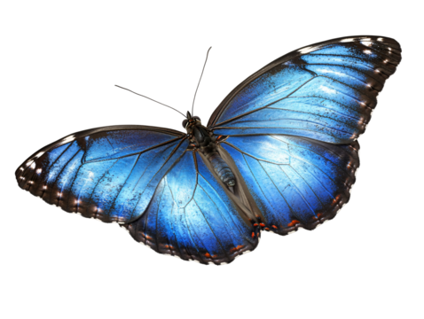 a blue butterfly with black wings