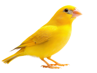 a yellow bird with a white background