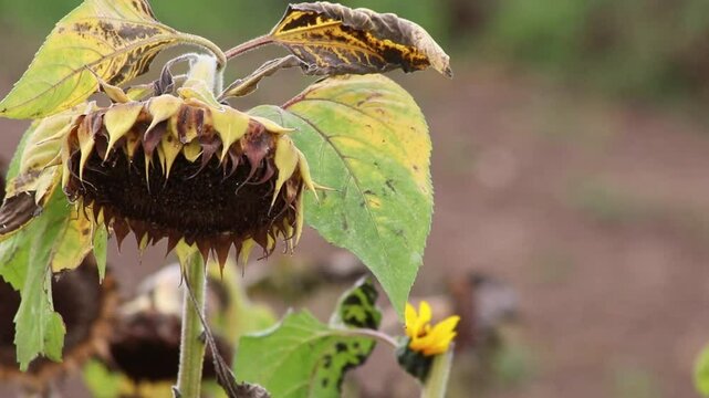 Drought with dry and withered sunflowers in extreme heat periode with hot temperatures and no rainfall due to global warming causes crop shortfall with water shortage on agricultural sunflower fields
