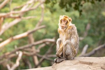 A macaque sits in a tree with its eyes closed.