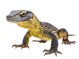 Naklejka premium a yellow and black lizard