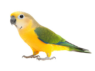 a yellow and green bird