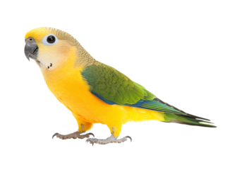 a yellow and green bird