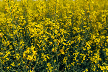 rapeseed field in spring, rapeseed flowers