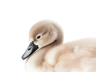 a close up of a duckling