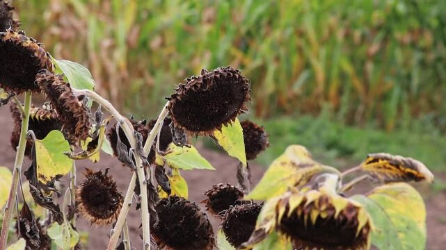 Drought with dry and withered sunflowers in extreme heat periode with hot temperatures and no rainfall due to global warming causes crop shortfall with water shortage on agricultural sunflower fields