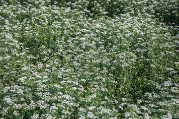 Blooming coriander with white flowers in the field. Coriander flowers