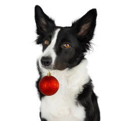 Black and white border collie holds a red Christmas tree toy in his teeth. Isolated dog portrait on Christmas theme