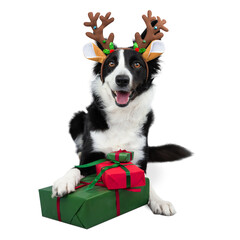 Happy black and white border collie wearing a Christmas reindeer headband lies next to wrapped Christmas presents. Isolated dog portrait on Christmas theme