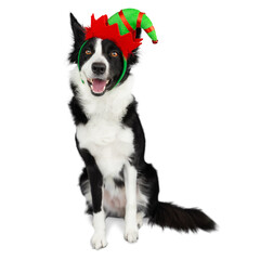 Funny black and white border collie sitting in a Christmas elf headband on a white background. Isolated dog portrait on Christmas theme