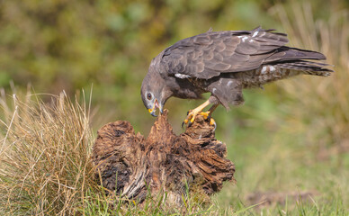 Common Buzzard in autumn at a wet forest
