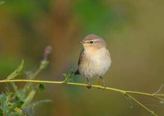 Common chiffchaff -  in autumn at a wet forest 