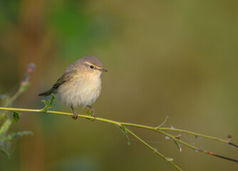 Common chiffchaff -  in autumn at a wet forest 