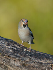 The hawfinch - female in autumn at a wet forest