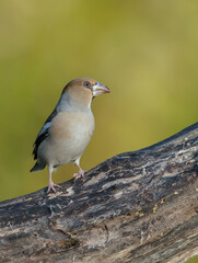 The hawfinch - female in autumn at a wet forest