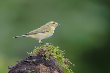 Common chiffchaff -  in autumn at a wet forest 