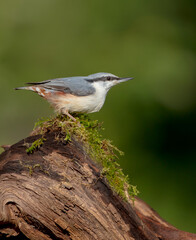 Eurasian nuthatch - in autumn at a wet forest