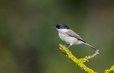 The marsh tit - at a wet forest in autumn