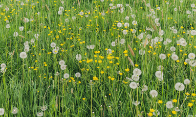 A field of dandelions. Beautiful natural summer background