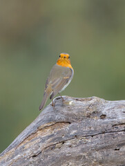 The European robin - at the wet forest in autumn