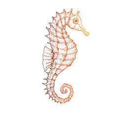 Vector seahorse. Hand painted line art. Graphic tropical clip art isolated on background. Underwater illustration. For designers, invitations, decor
