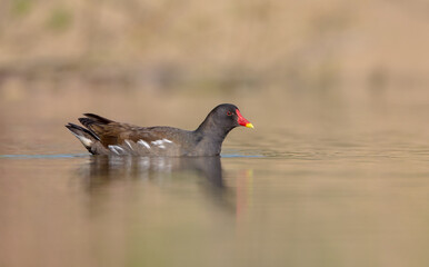 The common moorhen - adult bird in spring
