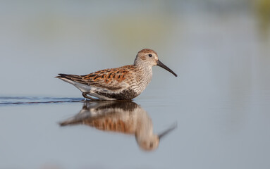 Dunlin - adult bird at a wetland on the spring migration 