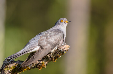Common cuckoo - in spring at a wet forest