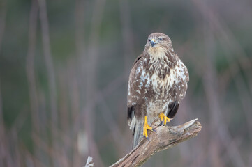 Common Buzzard in spring at a wet forest