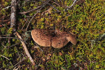 Wild sarcodon imbricatus,edible mushroom in forest of China