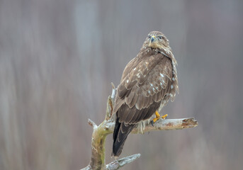 Common Buzzard in spring at a wet forest