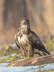 Common Buzzard in spring at a wet forest