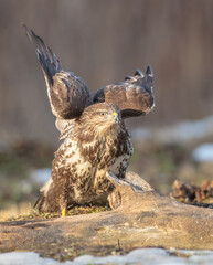 Common Buzzard in spring at a wet forest