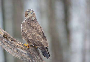 Common Buzzard in spring at a wet forest