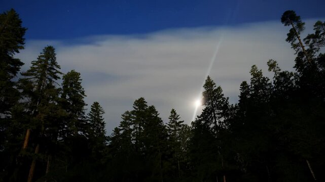 A peaceful night scene of a moonbow arching over a dense, quiet forest, with faint colors glowing in the misty atmosphere, illuminated solely by moonlight.

