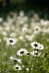 daisies in a green field