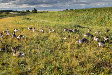 Fototapeta premium Domestic gray geese on a meadow. Gray Geese in the grass, domestic bird, flock of geese