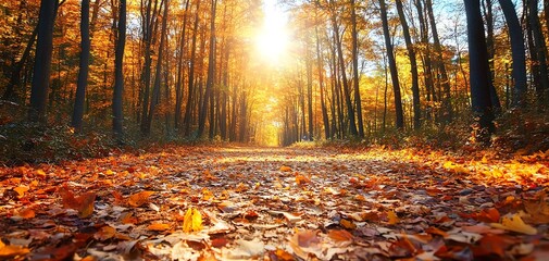 Obraz premium Autumn path in forest with leaves