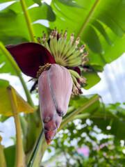 Beautiful banana flower in vibrant colors, showcasing the unique structure against lush green foliage.