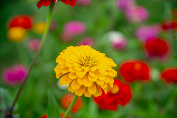 日本の山梨県にある山中湖みやこ公園の百日草