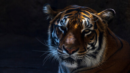 動物園　トラ　ベンガルトラ　目力強い