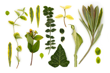 isolated pattern on white background of flowers of medicinal herbs, leaves, top view