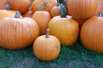 pile of pumpkins. Many orange ripe pumpkins lie on the grass. Ripe pumpkin berry. Growing fruits.