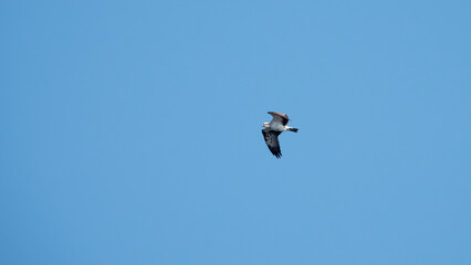 Osprey on the hunt