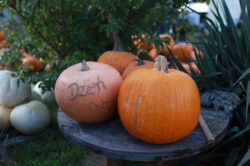 On the ripe pumpkin is scratched out a greeting in Polish, “Good afternoon”. Engraved pumpkin. Dzień Dobry.