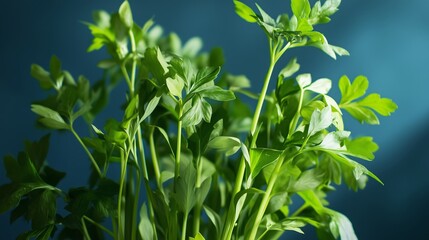 Obraz premium Freshly harvested parsley displayed against a blue background, showcasing lush green leaves in natural light