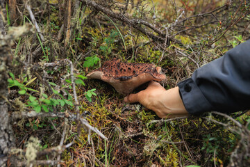 People picking mushrooms, wild sarcodon imbricatus,edible mushroom in forest of China